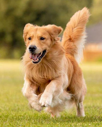 Ruffing It Up: May Adventures with Your Furry Sidekick!