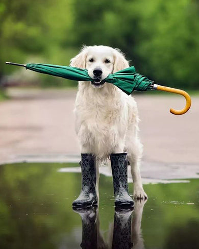 How to take care of pets in Monsoon Season