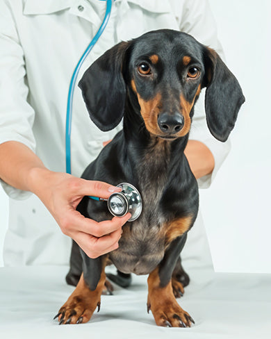 Understanding Pet Gut Health in Monsoon: Common Issues and Solutions