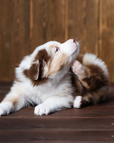 How Often Should You Use Tick and Flea Spray on Your Dog?