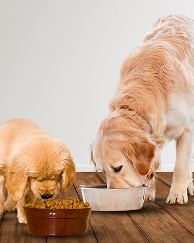 Choosing the right food for your furry friend: Understanding the Difference Between Puppy Food and Adult Food