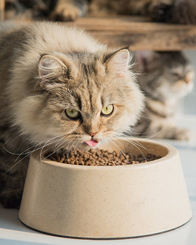 Foods to Avoid Feeding Your Persian Cat: A Vet’s Guide