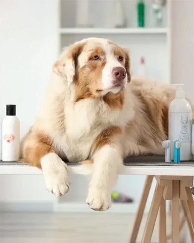 Pet Care Products Every Pet Parent Is Buying in 2026