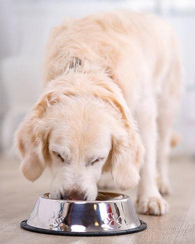 Why Chicken & Ancient Grains Are a Great Fit for Mini Breeds