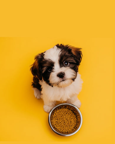 Why Early Nutrition Sets Lifelong Health in Puppies
