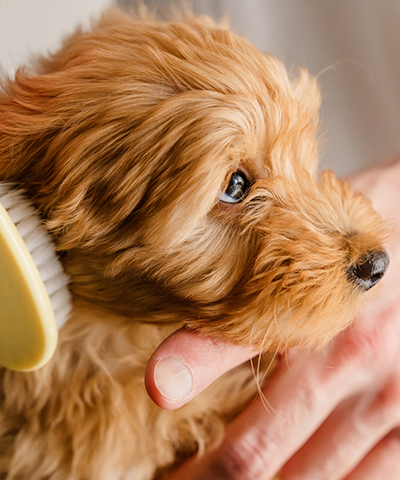 Winter Grooming Tips for Your Dog's Healthy Coat