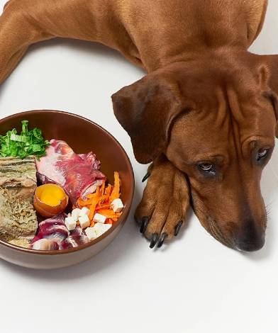 Why Home Cooked Foods Lack Complete Nutrition for Your Pets?