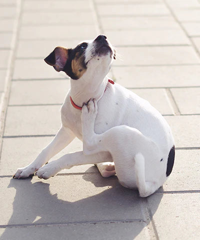 5 Popular Pet Remedies For Itchy Skin In The Winter