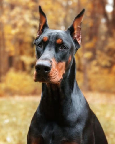Best Dog Food for Dobermans: Nutrition Tips for a Strong, Healthy Pup