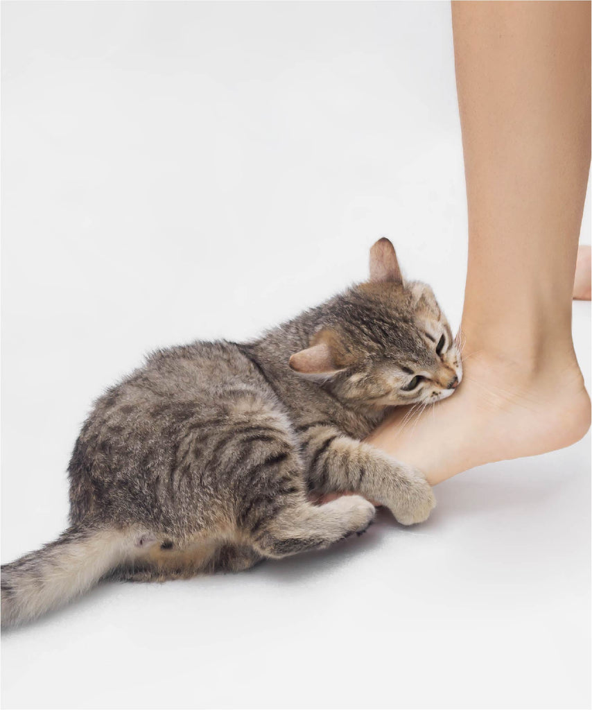 Unveiling the Mysterious Behaviour of Cats