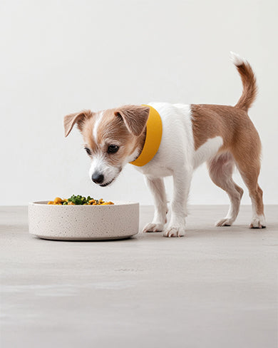 Signs Your Dog Is Thriving on a Plant-Based Diet