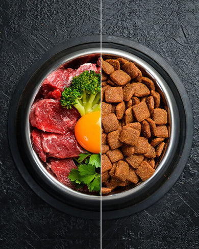 What Makes Dog Food Healthy? A Complete Guide for Pet Parents