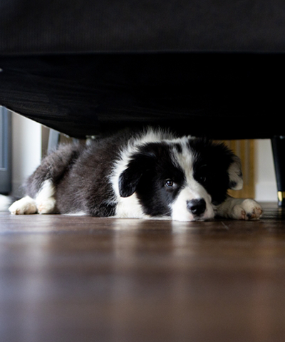 Ease Canine Anxiety with Bark Out Loud's Calming Supplements for Dogs