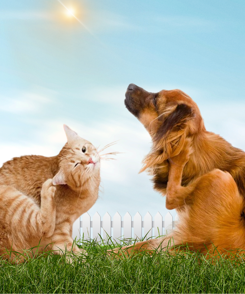 The Struggle of the Summer Surge: A Guide to Find the Best Anti-Tick and Flea Solution.