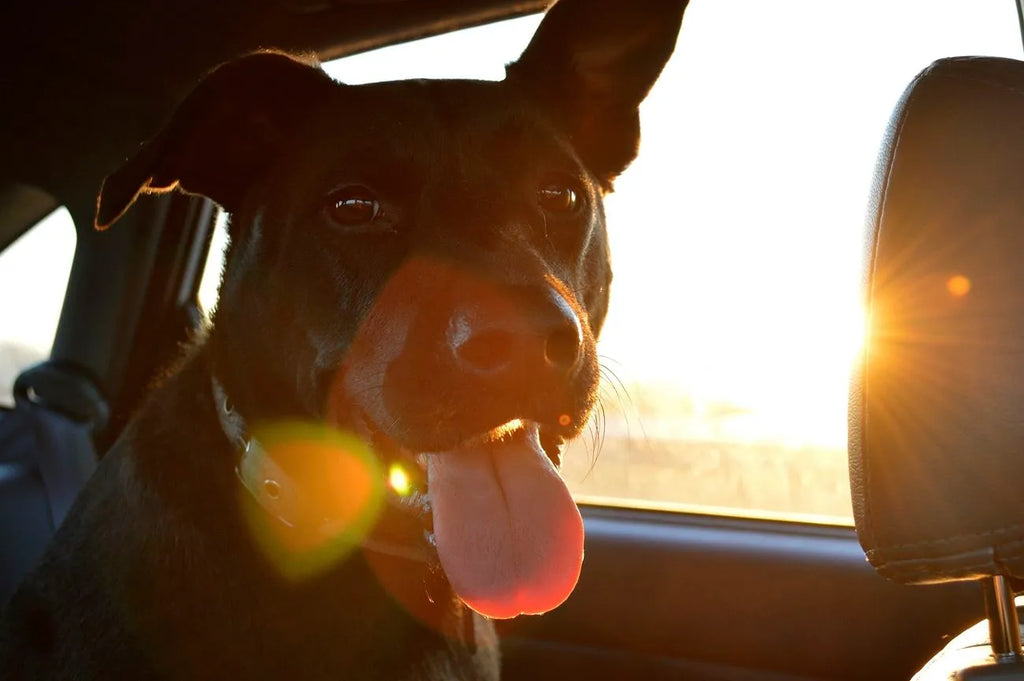 How to Reduce Separation or Travel Anxiety in Your Pet: Tips for Dogs and Cats