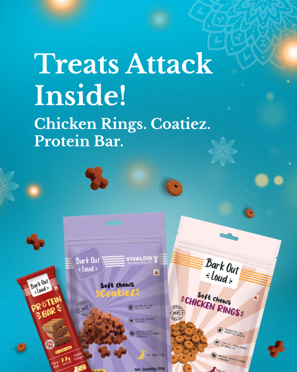 Festive Gift Box for Dogs