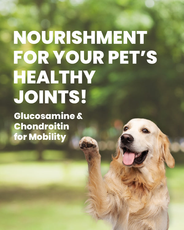 Salmon & Turkey - Adult Dog Dry Food for Medium & Large Breed