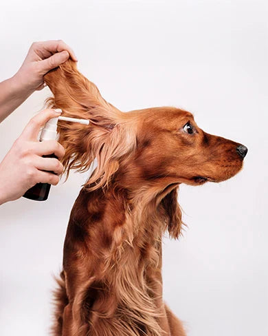 Benefits of Using Antifungal and Antibacterial Sprays for Dogs