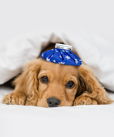 Understanding Seasonal Affective Disorder in Dogs: Signs and Solutions