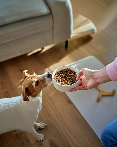 Complete & Balanced Nutrition: What Good Kibble Dog Food Should Contain
