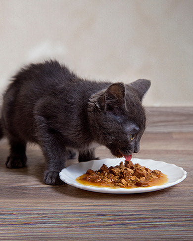 Hydration for Cats: How Wet Cat Food Helps Hydrate Your Cat