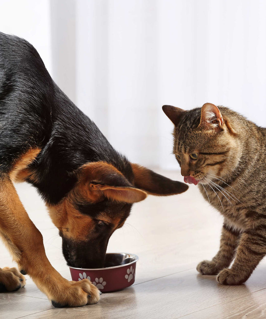 Nutritional Needs: A Comparative Guide for Dogs and Cats