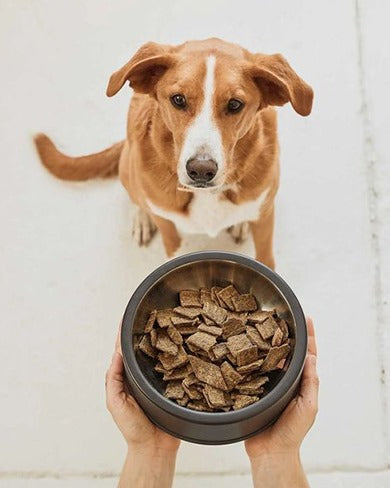 Transitioning to Fall Diets: How to Adjust Your Pet's Diet with Seasonal Changes