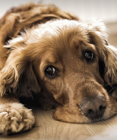 Why Does Gut Health Matter to Dogs?