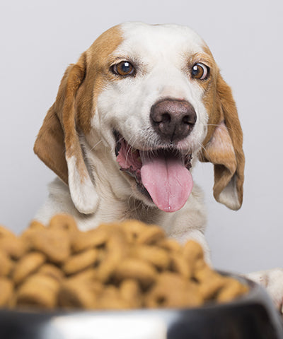 A Myth-buster on Healthy Dog Food