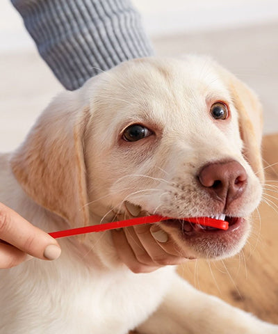 Oral Hygiene for Dogs- Freshens Breath, Improves Health