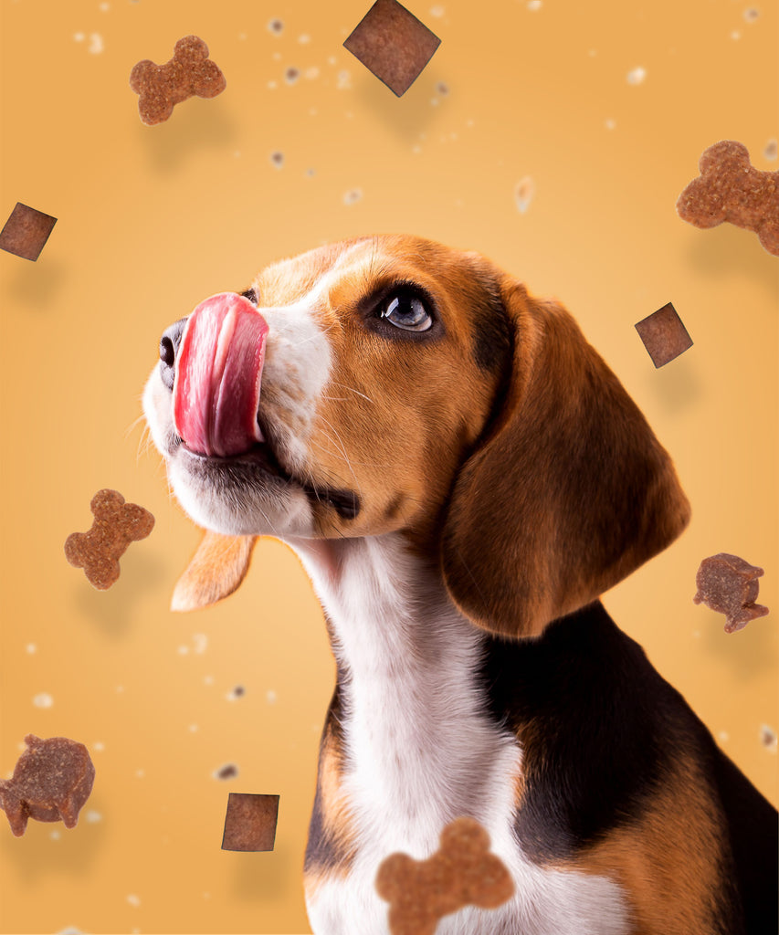 The Ultimate Guide to Chicken Treats for Adult Dogs: Healthy Options and Benefits