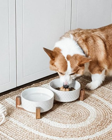 The Importance of Hydration: Ensuring your pet stays hydrated as the weather cools down, and the role of diet in maintaining hydration