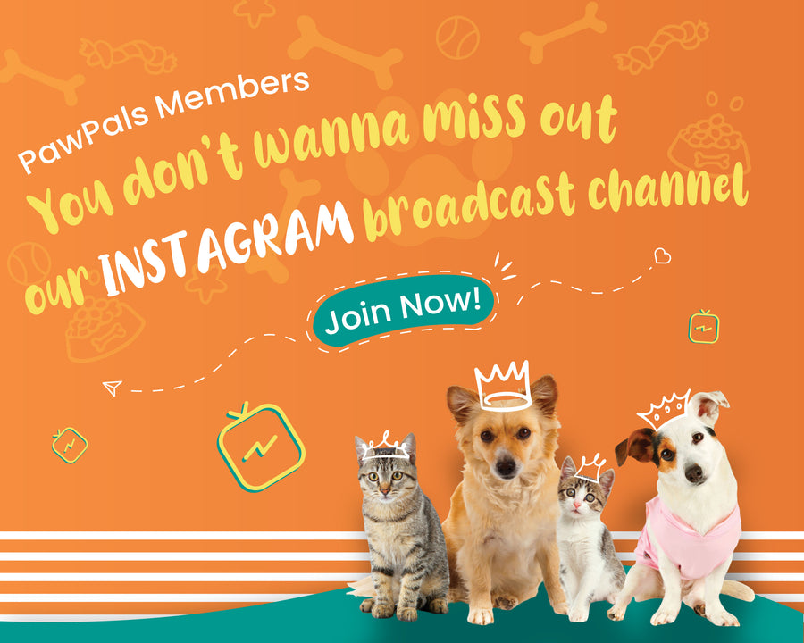 Bark Out Loud by Vivaldis 