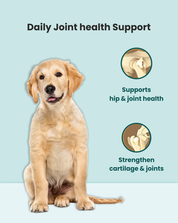 Golden retriever joint shop supplement