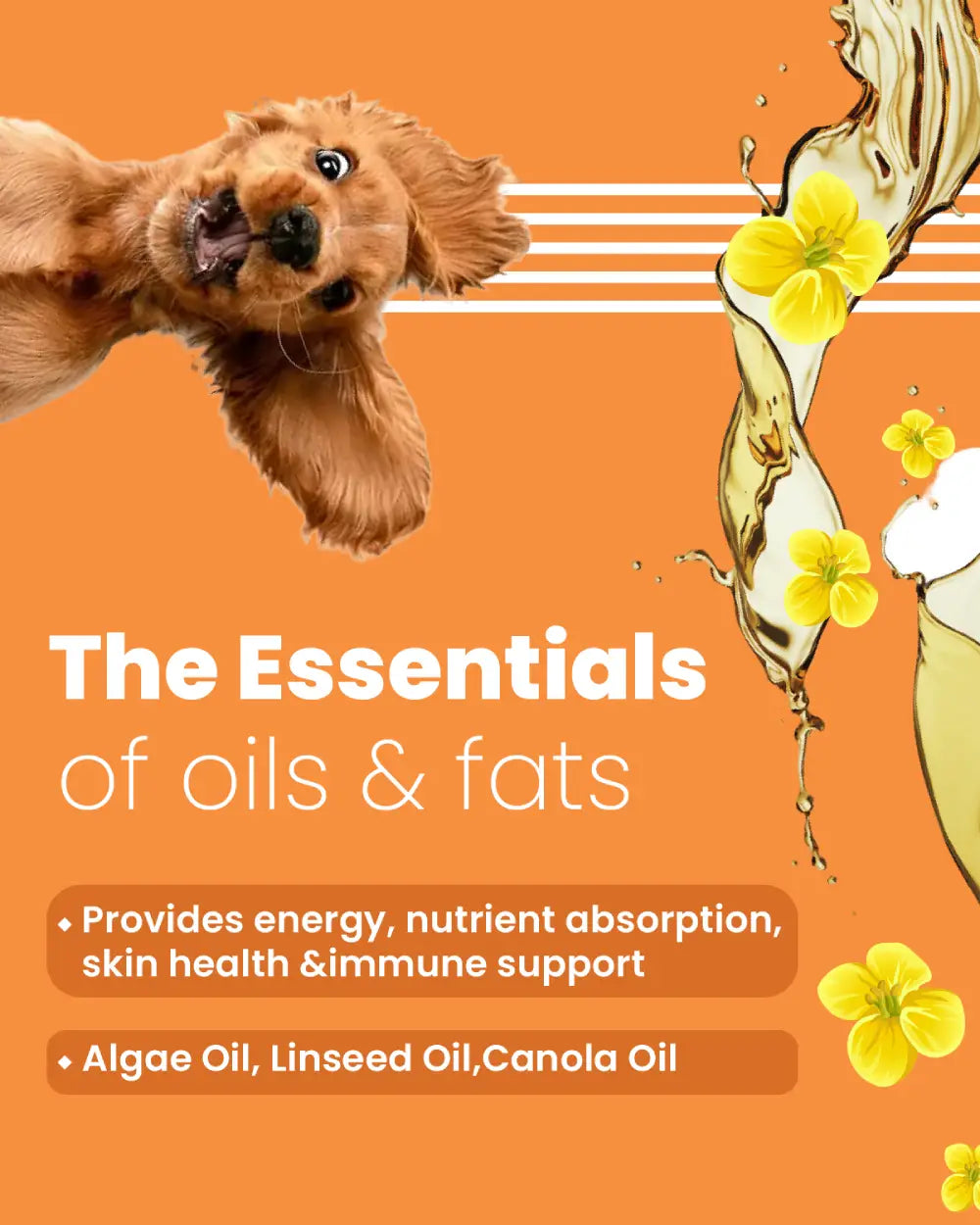 Naked Oats & Veggies - Medium and Large Breed and Mini and Small Breed